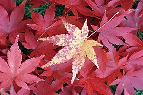 Amazon Yeele 9x6ft Autumn Backdrop Fall Maple Leaf Background For