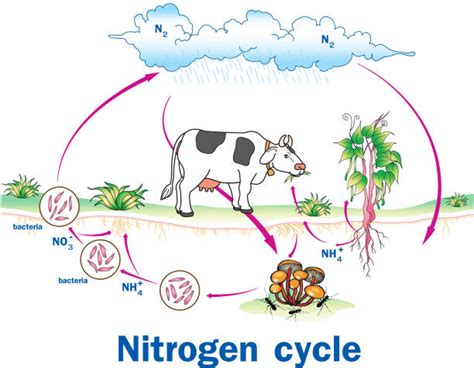 Nitrogen Cycle Illustrations Royalty Free Vector Graphics And Clip Art