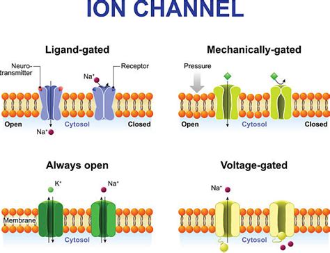 130 Lipid Body Ilustrasi Grafik Vektor And Clip Art Bebas Royalti