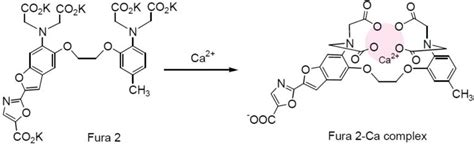 Reagent For Monitoring Intracellular Calcium Ion Fura 2 Dojindo