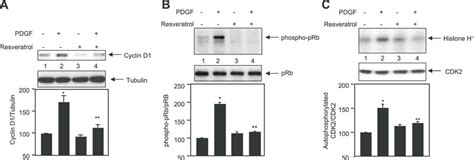 Effect Of Resveratrol On Cell Cycle Proteins A B Mesangial Cells