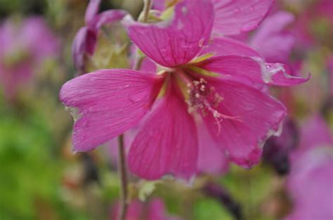 Lavatera Hybride Burgundy Wine Kwekerij De Boever