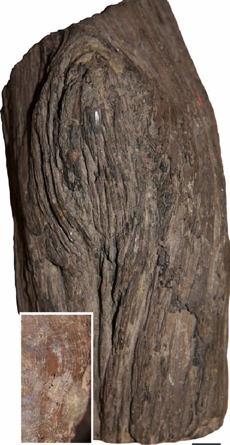 Typical Example Of Permineralized Wood With A Branch Trace Recovered