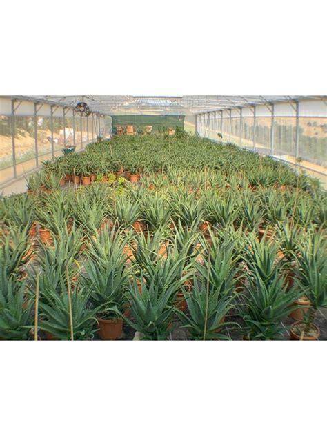 Pianta Di Aloe Arborescens Di Anni A Foglia Grande