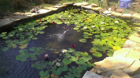 Lily Pond | Garden Pond Forums