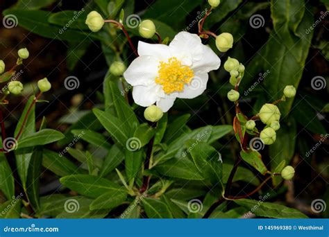 Bush Anemone Carpenteria Californica California Native Shrub Stock