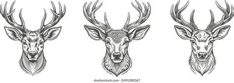 Deer Antlers Black White Royalty Free Images Stock Photos And Pictures