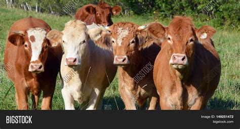 Limousin Cattle Breed Image & Photo (Free Trial) | Bigstock