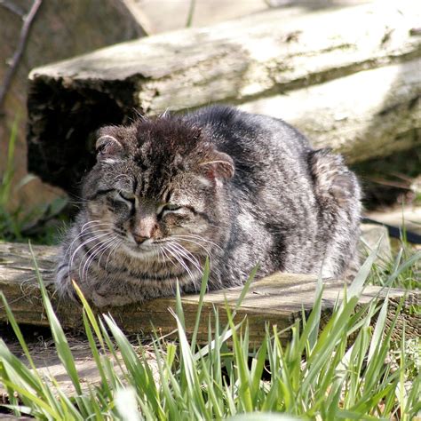 Punk Tom Shade Feral Cat Photo Of The Day The Feral Life Cat Blog