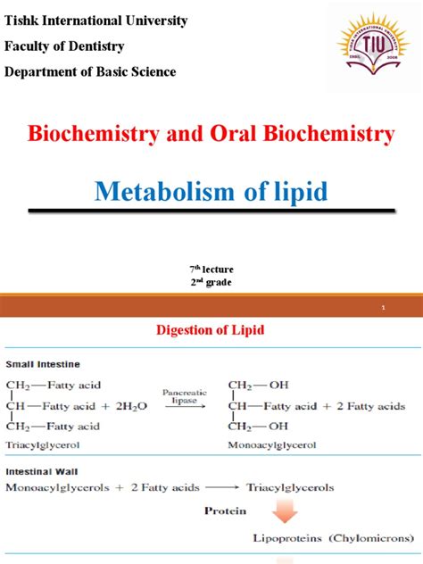 Metabolism of Lipids | PDF | Fatty Acid | Metabolism