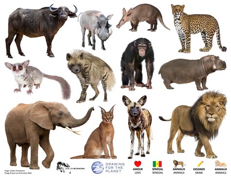 Senegal Wildlife – DRAWING FOR THE PLANET
