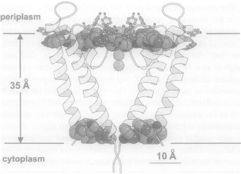 Figure 2 From Transmembrane α Helices Semantic Scholar