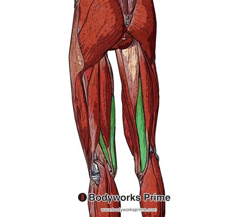 Semimembranosus Muscle Anatomy Bodyworks Prime