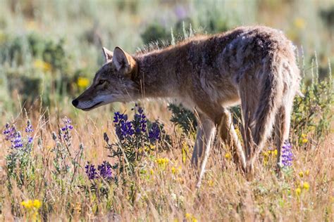 Western Coyotes: Focus on Behavior, Scouting, Approach - Game & Fish