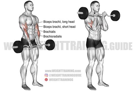 Close-grip EZ bar curl instructions and video | Weight Training Guide