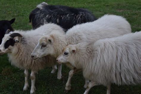 Why The Icelandic Sheep Is Perfect For Homestead And Small Farms