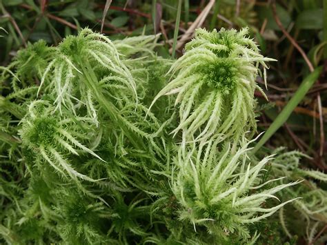 Sphagnum Squarrosum à Découvrir Sur Des Sols Tourbeux Photos Futura