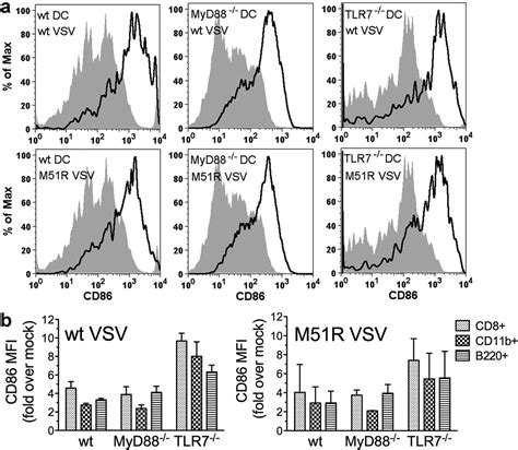 Preservation Of Dendritic Cell Function During Vesicular Stomatitis