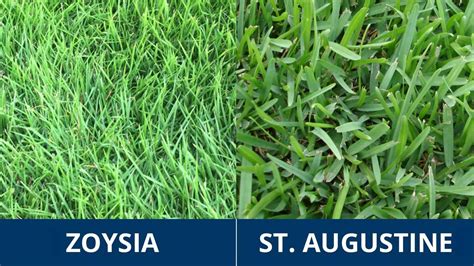 Comparing Perennial Ryegrass Vs Zoysia Which Is Best LawnHelpful