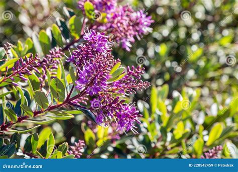 New Zealand Hebe Plant With Purple Flowers In Bloom And Copy Space