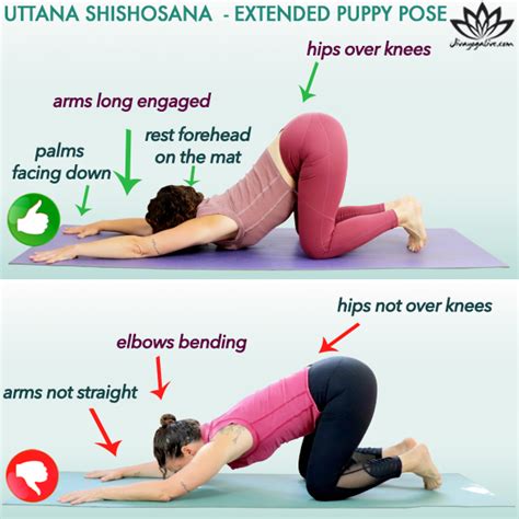 Master Extended Puppy Pose Uttana Shishosana Jivayogalive