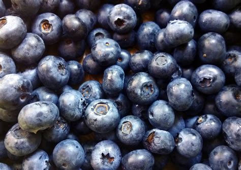 Blauwe Bessenstruiken Kopen Vanaf 6 99 Fruitbomen Net