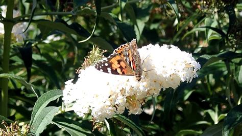 Distelvlinder Painted Lady Vanessa Cardui YouTube