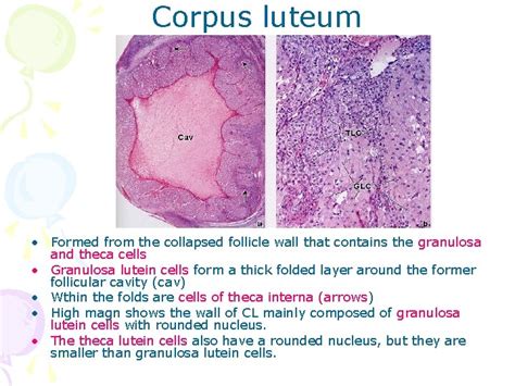 Histology Of Female Reproductive System Petek Korkusuz Md