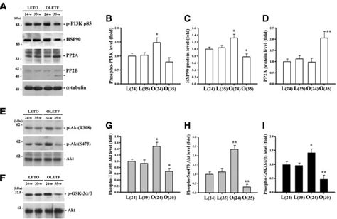 Protein Levels Of PI 3 Kinase HSP90 PP2A PP2B Phospho Akt Thr308