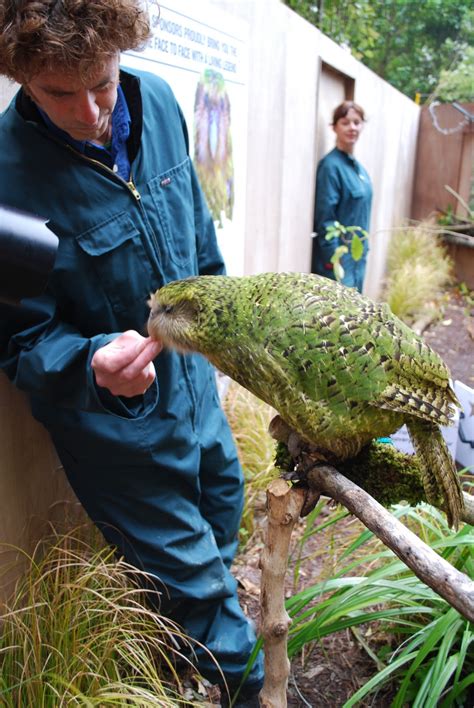 Kakapo, World’s Largest Parrot | Animal Photo