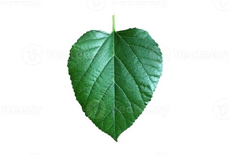 Free Isolated Mulberry Leaf With Clipping Paths Png With