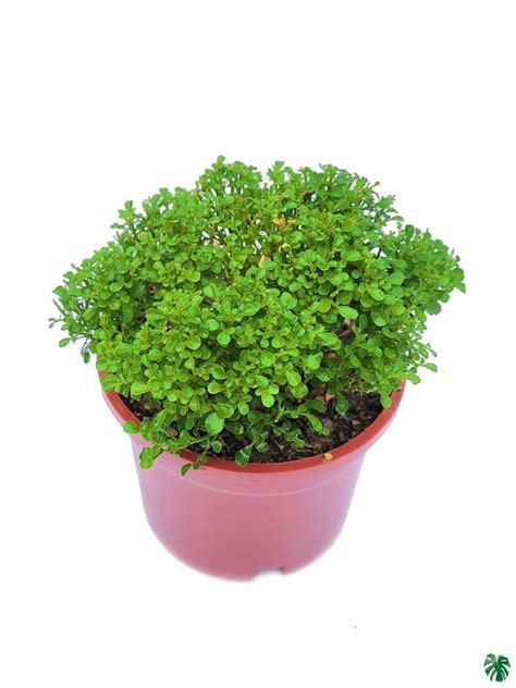 Buy Dwarf Kamini Plant Murraya Paniculata Online Peppyflora