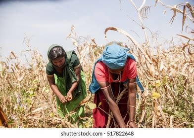 Jhabua Madhya Pradesh India 15 October Stock Photo (Edit Now) 517822648