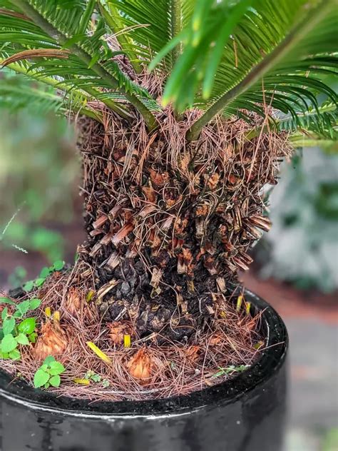 Learn About Sago Palm Care The Safety Info You Need To Know