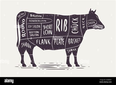 Cut Of Beef Butcher Diagram And Scheme Cow Vintage Typographic Vector