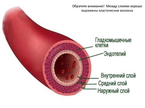 Сердце, сосуды. Регуляция работы сердца - презентация онлайн