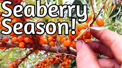 Seaberry Harvest Begins! - YouTube