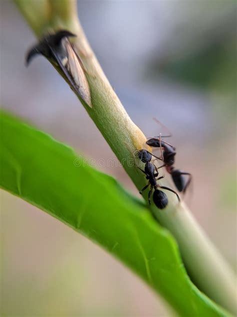 Formica Fusca Ant Stock Photos Free And Royalty Free Stock Photos From