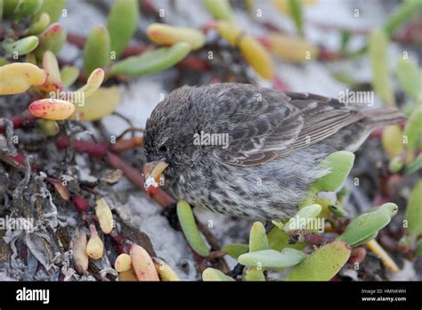 Small Ground Finch Geospiza Fuliginosa Searching For Food Tortuga