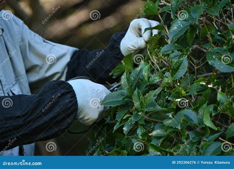 A Scene of Pruning a Holly Tree in a Park. Stock Photo - Image of holly ...