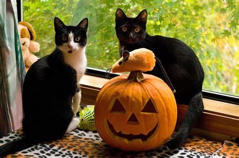 🔥 [40 ] Cute Cat Halloween Wallpapers Wallpapersafari