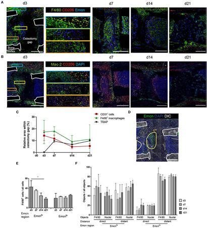 Frontiers Spatial Distribution Of Macrophages During Callus Formation