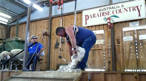 Sheep Shearing Demonstration By Australia S Paradise Country Aussie