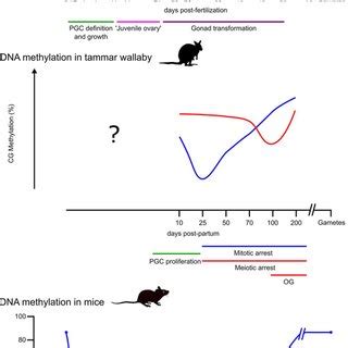 Dynamics Of DNA Methylation Dynamics In Zebrafish Tammar Wallaby And