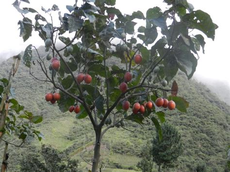 Cultivo De Tomate De Arbol En Ecuador