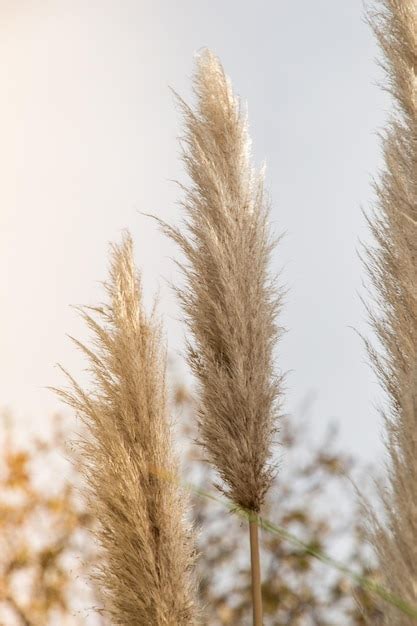 Cortaderia Selloana Nmente Conocida Como Hierba De Pampa En