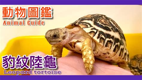 養陸龜一定要知道的事？豹紋陸龜飼養方法全記錄leopard Tortoise Illustrated Book！【鸚鵡小木屋】【動物圖鑑