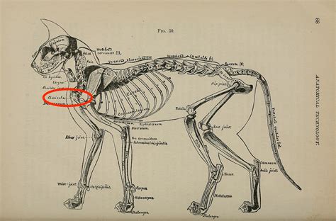 Feline Flexibility Nc Dna Day Blog