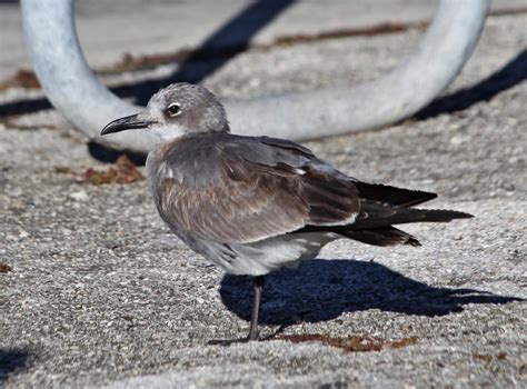 Pictures and information on Laughing Gull