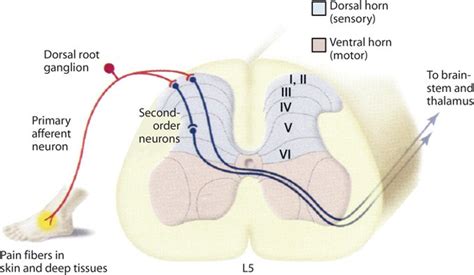 Signals from nociceptors — NEURO NEW ME